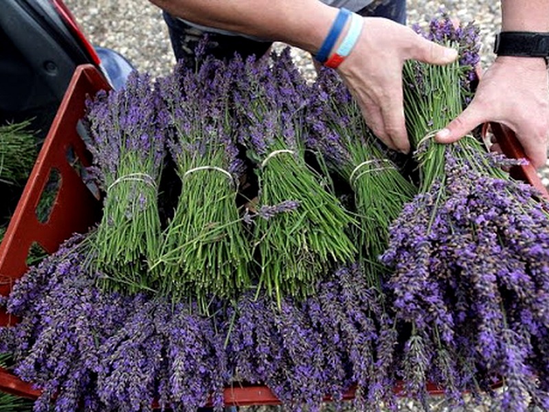 Persian Medicinal Plants | What to buy in Abadeh Iran