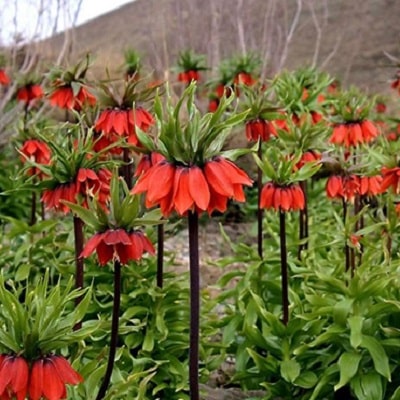 Abadeh KhosrowShirin Village | Tourist Attractions in Abadeh Iran