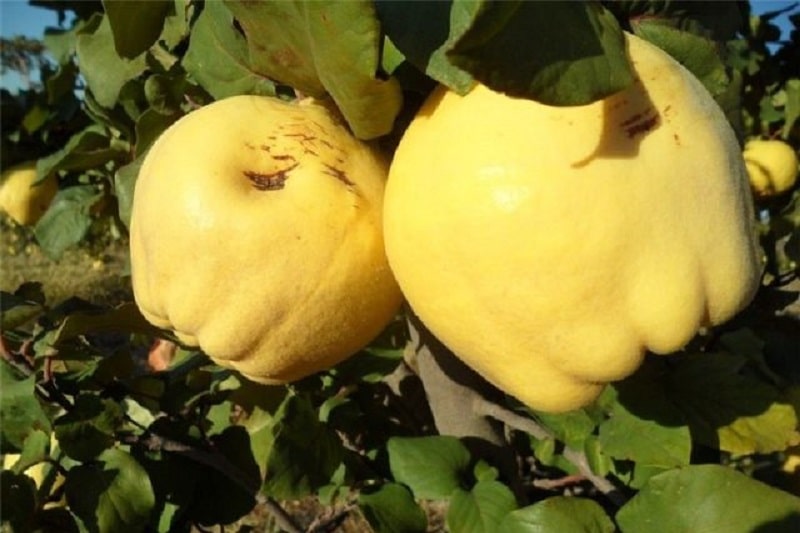 Isfahan Alag Fruit Souvenirs | What to buy in Isfahan