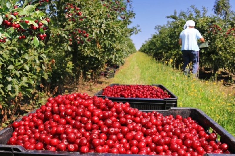 آلبالو و گیلاس شهر ملایر | سوغات، شیرینی و صنایع دستی ملایر