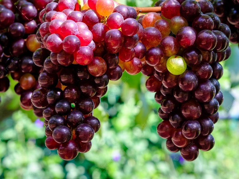 انگور شهر ملایر | سوغات، شیرینی و صنایع دستی ملایر