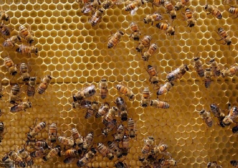 Persian Natural Honey | What to buy in Marivan Kurdistan Iran