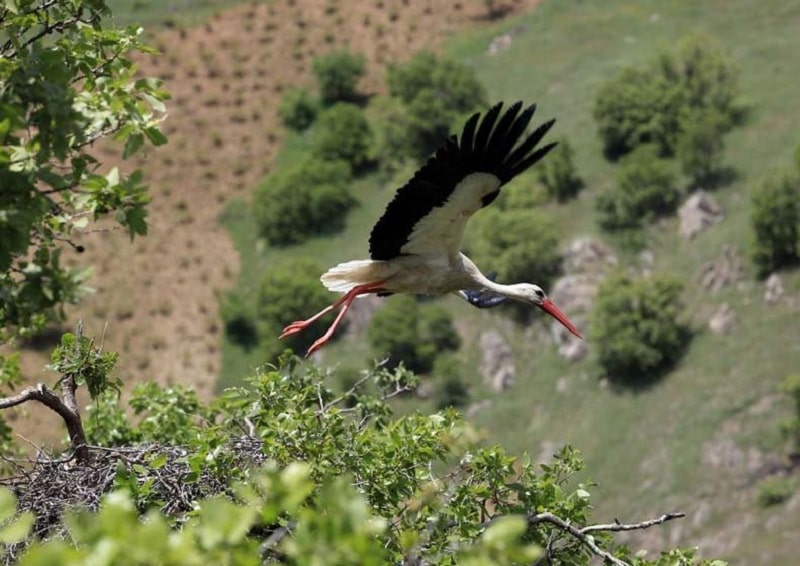 Marivan Dare Tafi Village | Marivan Iran Tourist Attractions