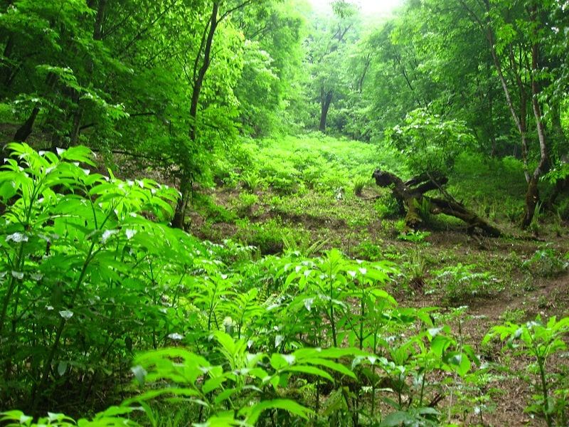 Marivan Forests | Marivan Iran Tourist Attractions