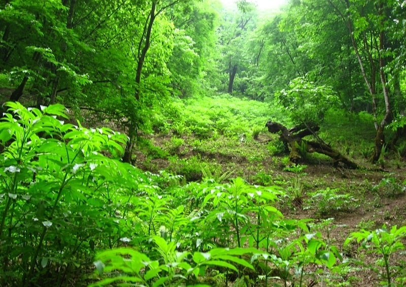 جنگل‌های مریوان | مکان‌های دیدنی و جاذبه‌های گردشگری مریوان