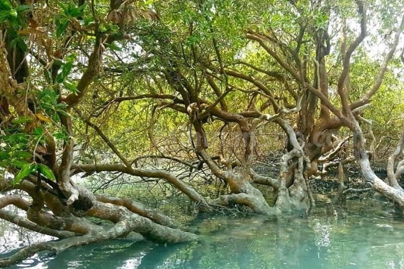 Chabahar Harra Jungle | Sistan-Baluchestan Iran Tourist Attractions