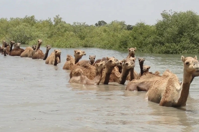 Chabahar Mangrove Forest | Sistan-Baluchestan Iran Tourist Attractions
