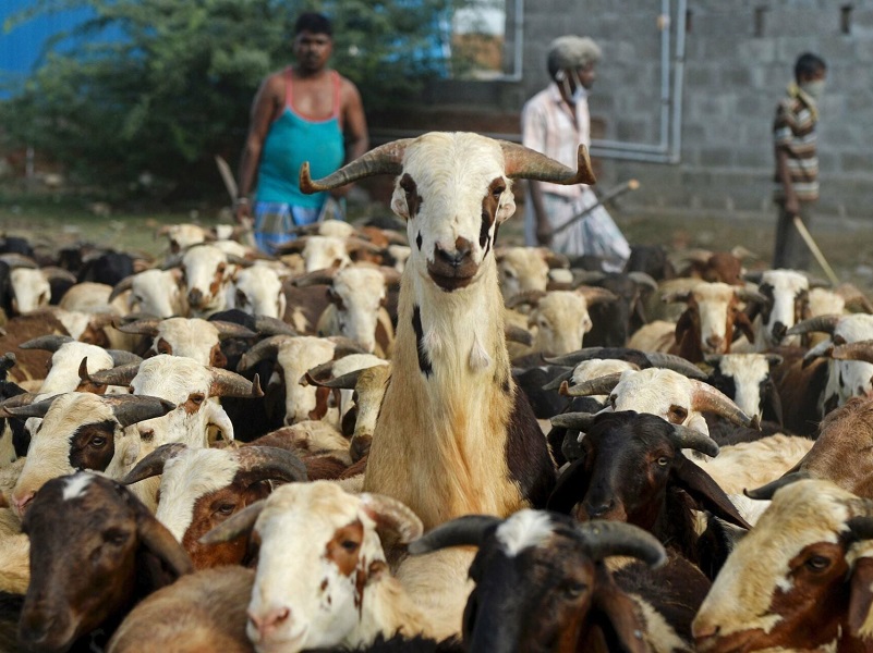 فرهنگ بومی زنجان آداب و رسوم محلی | عید قربان در زنجان