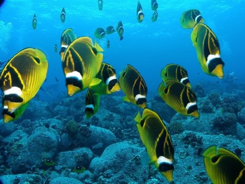 فرهنگ بومی زنجان آداب و رسوم محلی | رسم ماهی عمودی در زنجان